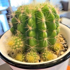 小さな鉢植えと世界一大きな花