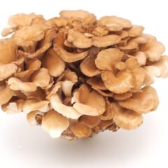 舞茸の栄養は美容・健康への効果が期待できる！おすすめレシピも紹介