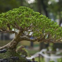 長浜市の盆梅展の魅力を紹介！名実ともにすごいイベントだった？！