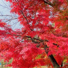 豊公園の紅葉