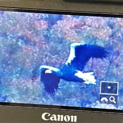 山本山のおばあちゃん