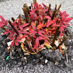 奇妙なところから生えてきた！？