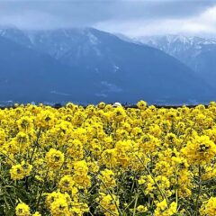 雪の比良山系に映える黄色い菜の花