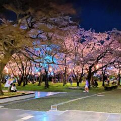 満開の夜桜と「NAGAHAMA小僧」