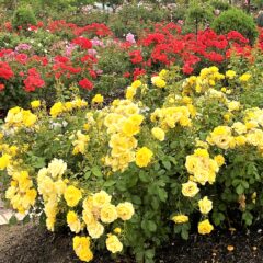 雨のバラ園と花しょうぶ園「庄堺公園」
