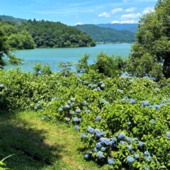 余呉のあじさい巡り「余呉湖～全長寺」