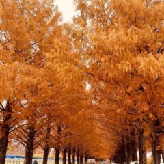 メタセコイヤの紅葉とＷジェラート