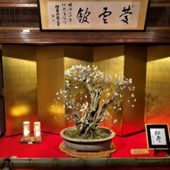 「長浜えきまち食堂」からの～「長浜盆梅展」