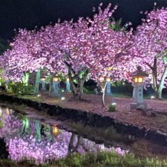満開の八重桜からの～デカ盛り定食(ﾟдﾟ)！