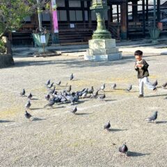 ごぼさんの鳩に孫ちゃん大はしゃぎ！