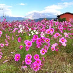 今川やすらぎの里「コスモス園」