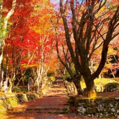 ４年ぶりの絶景！モミジの名所「鶏足寺」