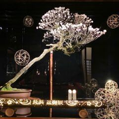 夜間ライトアップで見どころ満載！「長浜盆梅展」