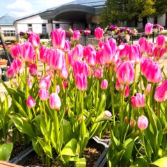 色とりどりのアイスチューリップ！「水生植物公園みずの森」