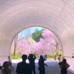 幻想的！桜色に染まるトンネル「MIHO MUSEUM」