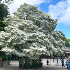 安土・沙沙貴神社の珍しい木「なんじゃもんじゃ」