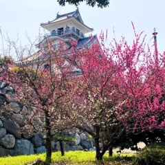 梅の木の下でお花見ランチ！マクドの「炭火焼肉風てりたま」
