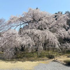 満開のしだれ桜！「清瀧寺徳原院の道誉桜」