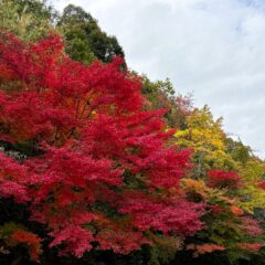 湖東三山「金剛輪寺の紅葉」と「名物みそでんがく」