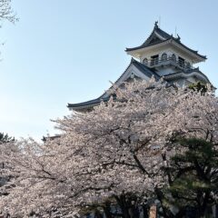 「豊公園の満開の桜」＆「４月限定とんかつうどん！？」